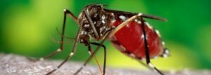 Zika Vírus